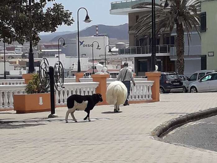Un carnero y una oveja siguen a su dueño por el paseo de Clavellinas/TA.